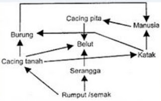 BIOLOGI SMA Soal Try Out Ujian Nasional Biologi SMA