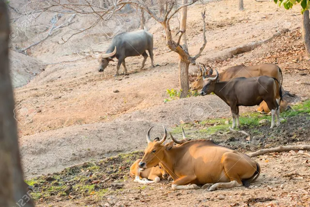 Banteng Bos javanicus terancam punah masuk kategori endangered species dari daftar IUCN redlist