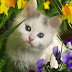 Cute Kitten in Flower