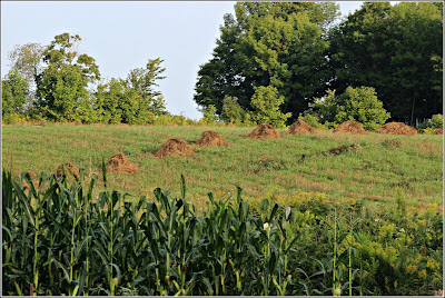 August 10, 2018 Stooks are the proof of a good days farming