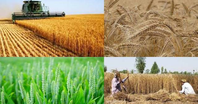 Wheat Origin History and Cultivation Method