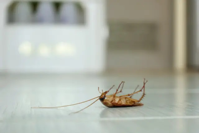 the-best-way-to-use-bleach-to-eliminate-cockroaches
