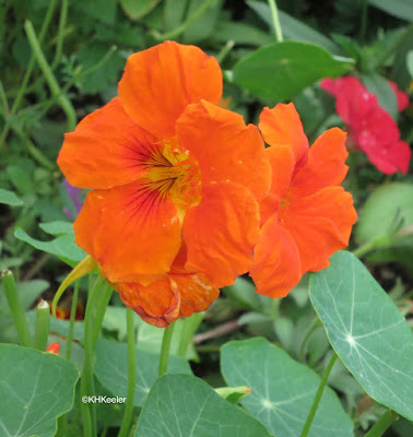 nasturtium