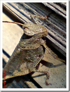 brown grasshopper with red tibia