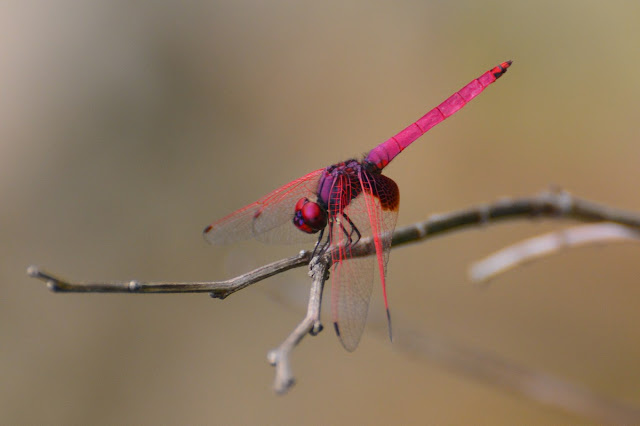 Trithemis aurora