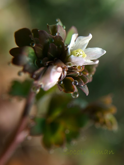 Semiaquilegia adoxoides