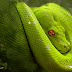 Dangerous Green snake wallpaper