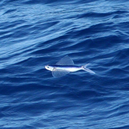 Flying Fish