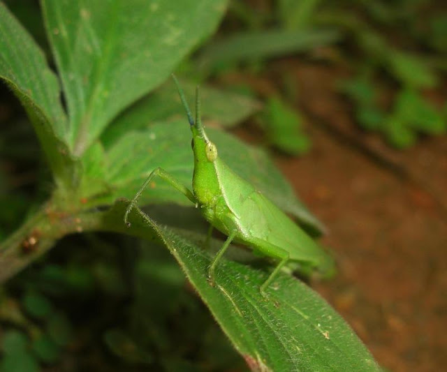 Different Grasshoppers Seen On www.coolpicturegallery.us