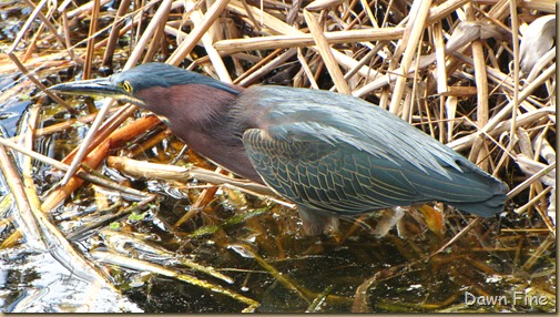 Green Heron (3)