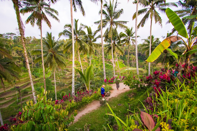 Risaie di Tegalagang-Bali