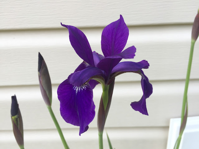 Siberian iris