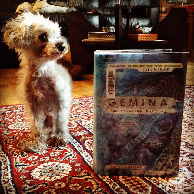 Murchie, a scruffy grey poodle, sits on a burgundy carpet. A hardcover copy of Gemina stands upright beside him. The book's cover is an oily, reflective blue that catches the pattern of the carpet, turning it into a mottled purple in places.