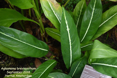 Aglaonema brevispathum care and culture