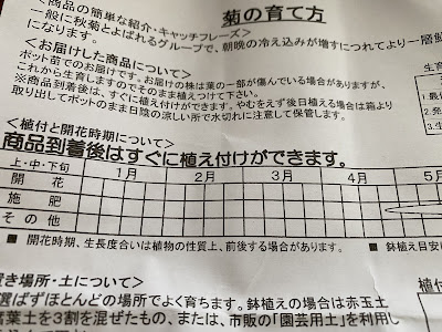 [10000ダウンロード済み√] ���菊 育て方 316646-秋菊 育て方