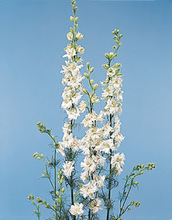 Exotic White Delphinium Flower