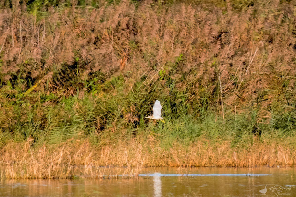 Squacco heron