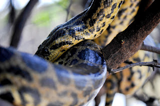 Pantanal Hotel Barra Mansa by Rodrigo Zorzi