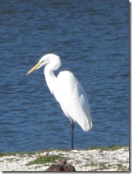 Snowy Egret