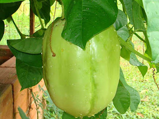 giant granadilla fruit images