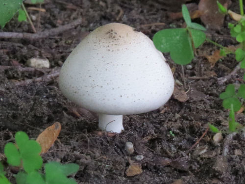 white mushroom