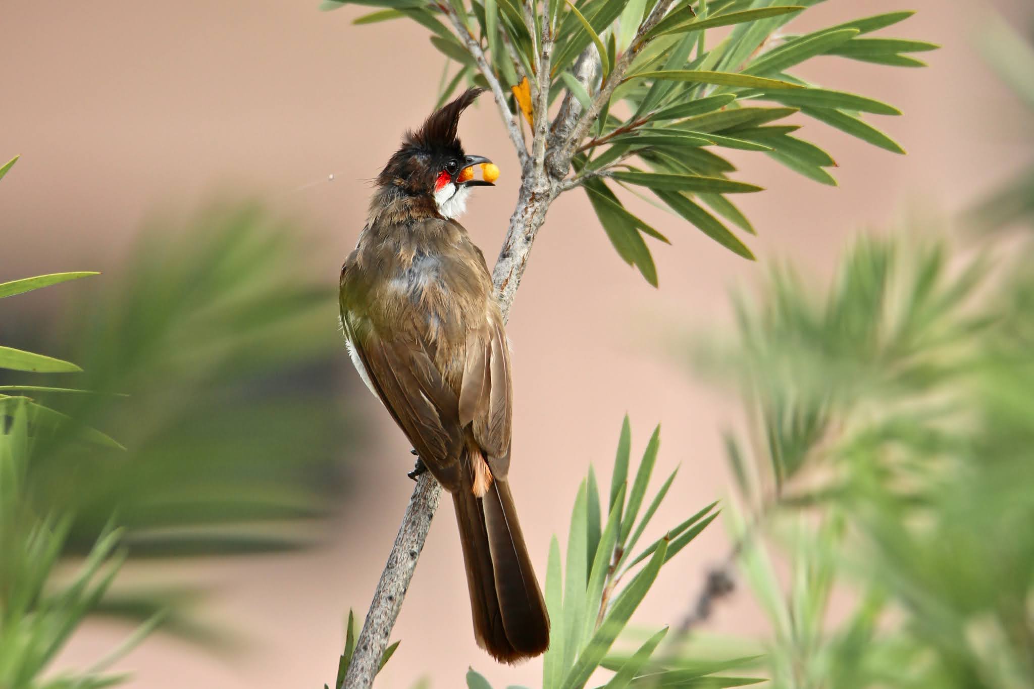 what do bulbuls eat? Berries. high resolution free