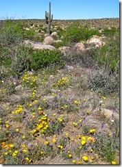 Sutherlin Trail Catalina St Pk 113