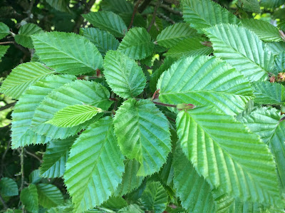 blad van carpinus betulus (haagbeuk)