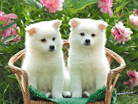 Maltese-dog's-puppies beauty-full.jpg