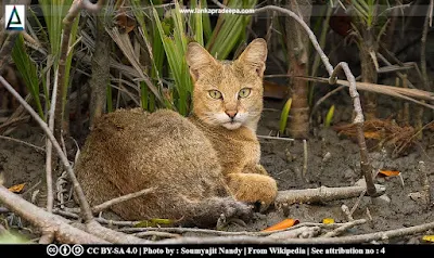 Jungle Cat