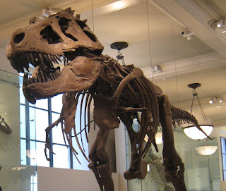 AMNH'de Tyrannosaurus'un montelenmiş iskeleti
