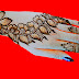 Beautiful Mehndi Designs for 2025: Simple, Back Hand, Front Hand & Full Hand Ideas