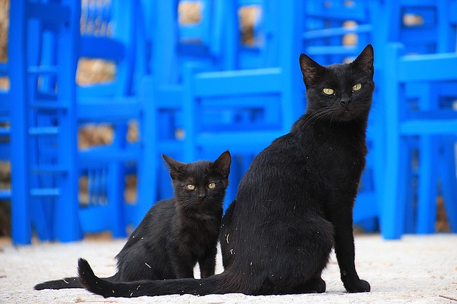 猫の集会の主催者 アイルランドの神話 ケット シー パンタポルタ