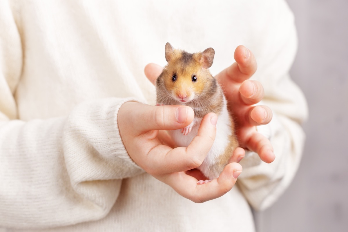 A man holding a pet Hamster