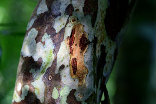 textures and colors on tree bark