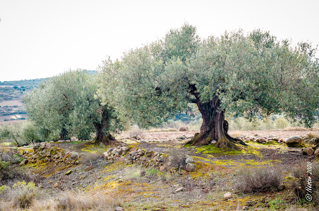 Sojuela, La Rioja