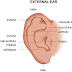 Ear lobe/ فص الأذن/耳垂(Ěrchuí )