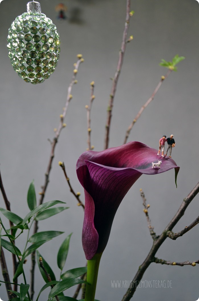 Hunderunde (04) auf der lila Calla am kleinen Dienstag