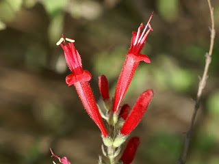 Sauge élégante - Sauge ananas - Salvia elegans