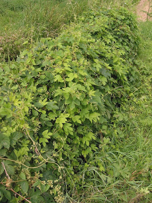 lúpulo, llúpol, Humulus lupulus