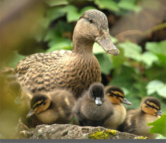 burung belibis 