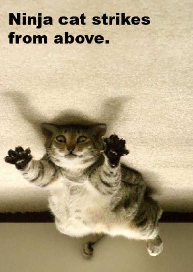 Silly Cat Pictures: Funny Cats With Captions-LOL Cats