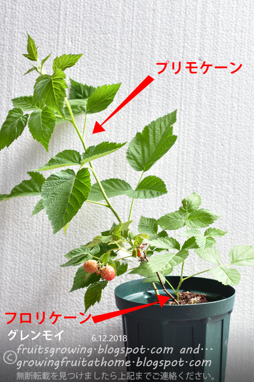 鉢植えラズベリーの育て方 おいしい鉢植え果樹の栽培育て方 自宅を果樹園に 鉢植えラズベリーの育て方 おいしい鉢植え果樹の栽培育て方 自宅を果樹園に