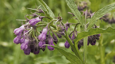 liquid fertilizer made with comfrey