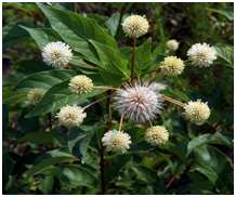 Guzikowiec zachodni (Cephalanthus occidentalis)