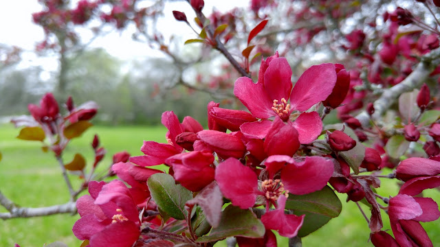 Pretty in Pink blooming Hawthorne tree #spring #gardening