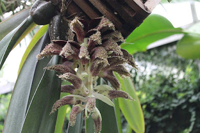 Бульбофиллум фаленопсис (Bulbophyllum phalaenopsis)