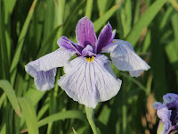 山田池公園・花しょうぶ園