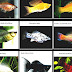 Molly - Molly Fish Types