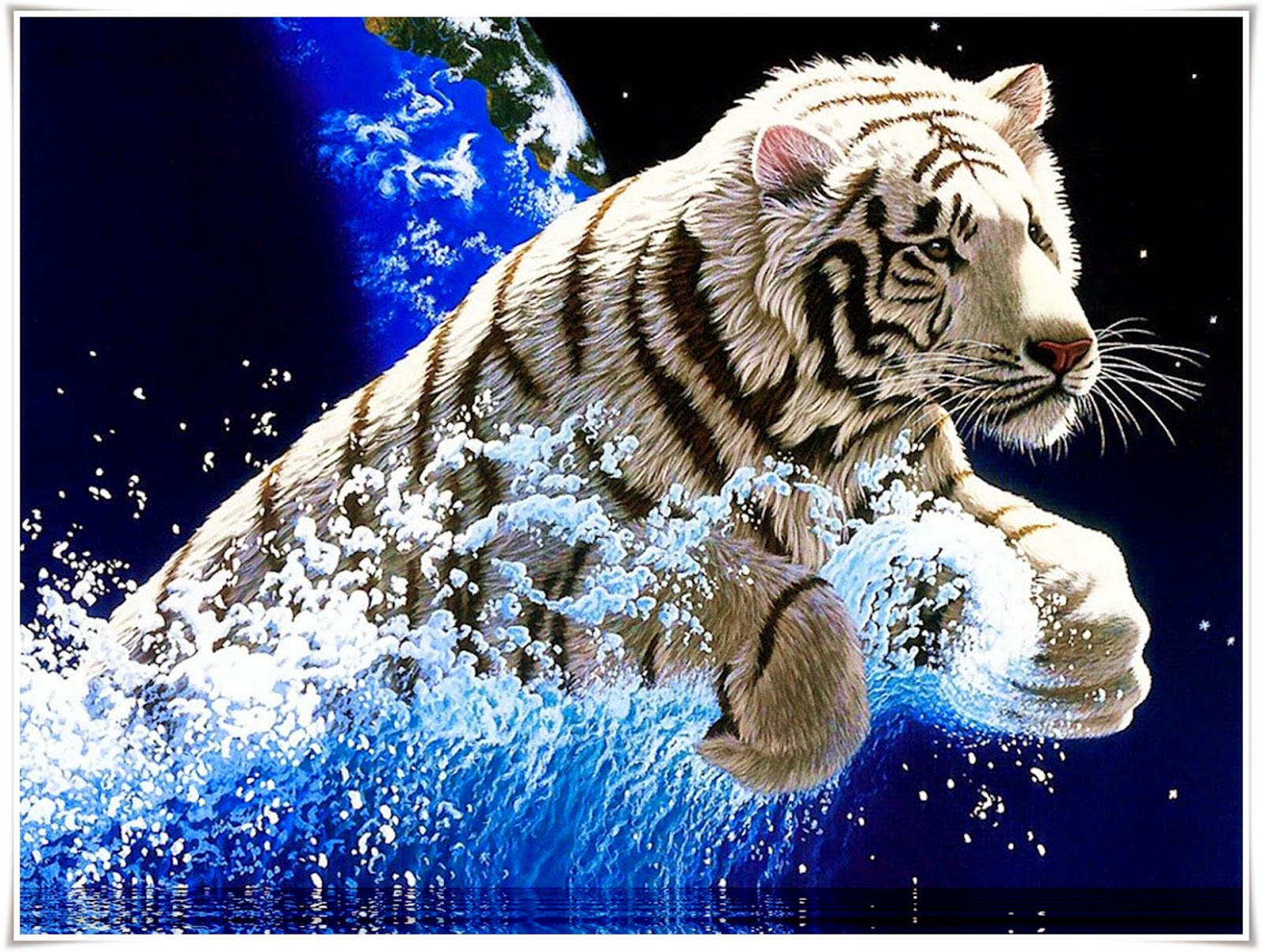 Gambar Harimau Nama Gambar Binatang  Wallpaper  White Tiger 